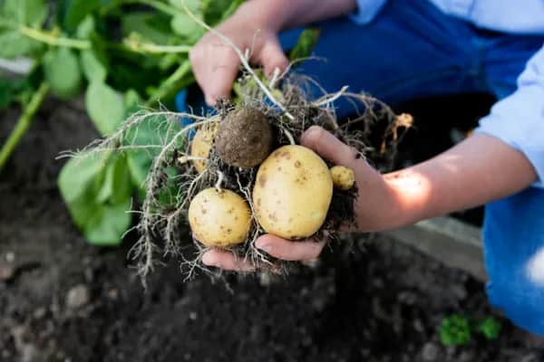 100% Natürliche Bio Gemüsesuppe von RASO – Ganz ohne Zusätze